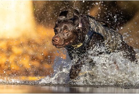 Momarsh Adjustable Dog Vest | Universal Neoprene Sporting Dog Vest for Waterfowl Hunting, & Water Training | Perfect Pet Vest Retains Heat in Cold & Wet Conditions, Optifade Marsh in Saudi Arabia