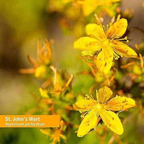 Herb Pharm St. John's Wort Topical Oil, 4 Ounce (OILSJW04) in Saudi Arabia
