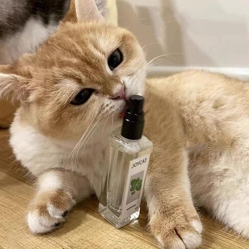 leej كيتي الفرح العشبية القط الفرح، رذاذ النعناع البري للقطط الداخلية، رذاذ الفرح القط العشبية، الكرفس الحيوانات الأليفة رذاذ النعناع البري، فرح القط العشبية، القط العشبية الفرح الكرفس الحيوانات الأليفة in Kuwait