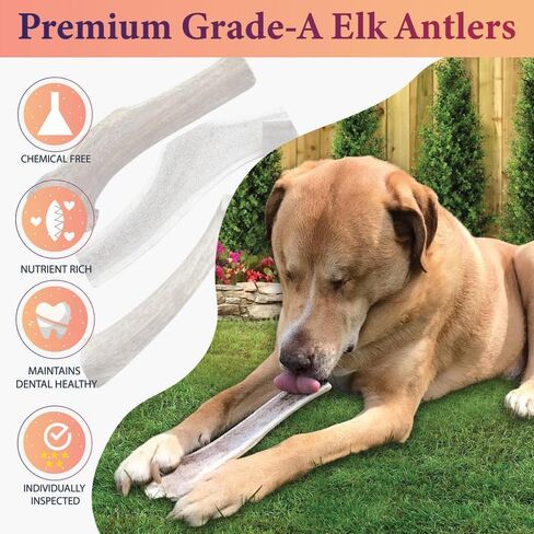 One Rock-N-Ace Premium Grade-A Split Elk Antlers for Dogs - 9" Medium, Dogs, 38-75lbs, Naturally Shed Split Antlers for Dogs with Exposed Marrow Bones, Dog Antler for Light & Moderate Chewers in Saudi Arabia