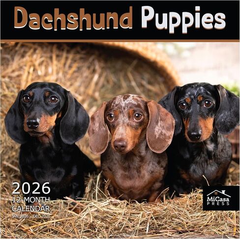 MICASA PRESS Dachshund Puppies 2026 تقويم الحائط لمدة 12 شهرًا | ورق سميك وقوي | هدية العيد | لطيف جرو وينر الكلب التقويم 2026 in Kuwait