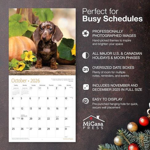 MICASA PRESS Dachshund Puppies 2026 تقويم الحائط لمدة 12 شهرًا | ورق سميك وقوي | هدية العيد | لطيف جرو وينر الكلب التقويم 2026 in Kuwait