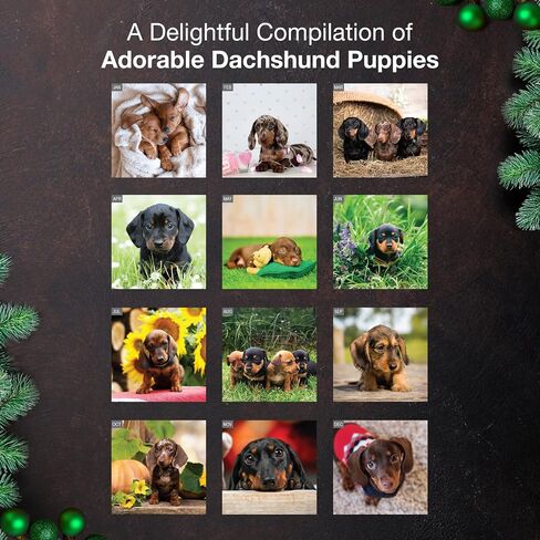 MICASA PRESS Dachshund Puppies 2026 تقويم الحائط لمدة 12 شهرًا | ورق سميك وقوي | هدية العيد | لطيف جرو وينر الكلب التقويم 2026 in Kuwait