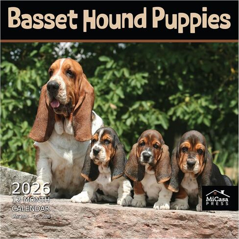 MICASA PRESS Dachshund Puppies 2026 تقويم الحائط لمدة 12 شهرًا | ورق سميك وقوي | هدية العيد | لطيف جرو وينر الكلب التقويم 2026 in Kuwait