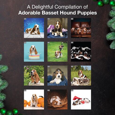 MICASA PRESS Dachshund Puppies 2026 تقويم الحائط لمدة 12 شهرًا | ورق سميك وقوي | هدية العيد | لطيف جرو وينر الكلب التقويم 2026 in Kuwait