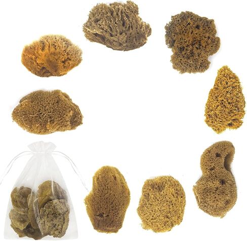Natural Sea & Synthetic Sponges - Assorted Sizes 12pc Value Pack for Crafts & Artists: Great for Painting, Hobbies, Art, Effects, Ceramics, Clay, Pottery (12) in Saudi Arabia