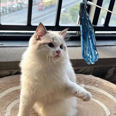 اي يو اتش كيه بي اتش عصا قطط، 6 قطع من عصا تشويق القطط التفاعلية مع شرابة صوتية وجرس، لعبة قطط ملونة in Kuwait