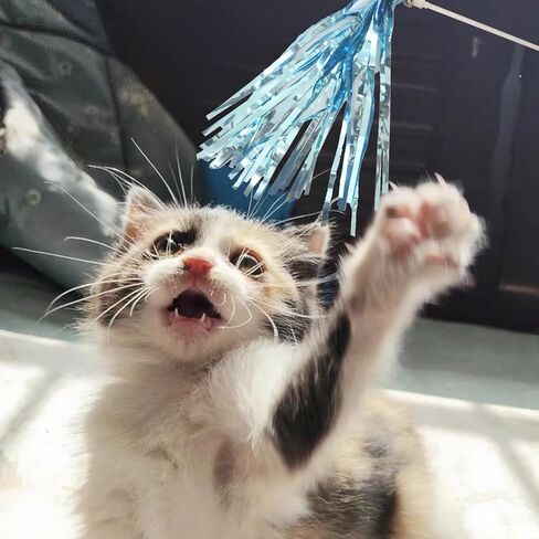 اي يو اتش كيه بي اتش عصا قطط، 6 قطع من عصا تشويق القطط التفاعلية مع شرابة صوتية وجرس، لعبة قطط ملونة in Kuwait