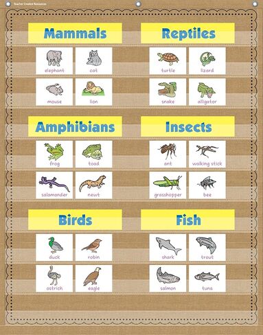 مخطط الجيب 10 جيوب باللون الأزرق الفاتح من Teacher Created Resources (34 بوصة × 44 بوصة) (20778) in Kuwait