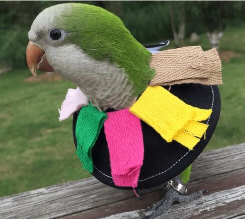 Yu’s north Adjustable Bird Collar Anti Bite Elizabethan Recovery Cone, Bird Neck Protector for Feather Plucking, Skin-Friendly Bird Neckwear Full Body Shield for Parakeet Conure Cockatiel (L), Black in Saudi Arabia