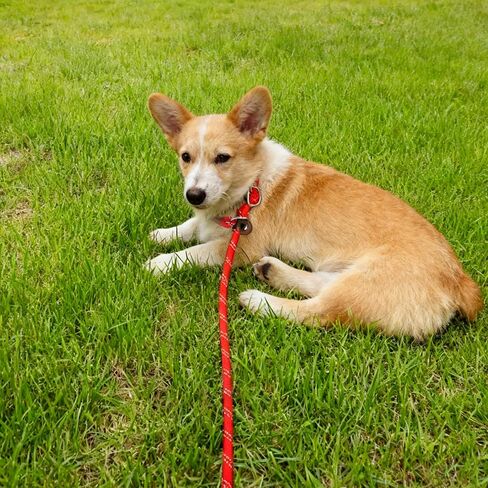 WYUZE 2 Pcs 8 ft Slip Lead Dog Leash, Reflective No Pull Training Lead, 1/3" Nylon Rope Slip Leash for Small Medium Dogs (Blue+Black) in Kuwait