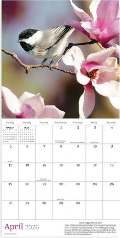 TF Publishing 2026 Backyard Birds Mini Calendar with Monthly Grids for Appointments and Scheduling - Vertical Small Wall Calendar 2026 with Premium Gloss Paper for Home and Office Organization - 7x7in in Saudi Arabia