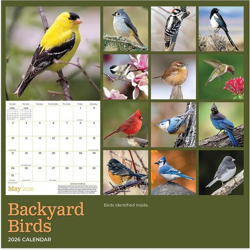 TF Publishing 2026 Backyard Birds Mini Calendar with Monthly Grids for Appointments and Scheduling - Vertical Small Wall Calendar 2026 with Premium Gloss Paper for Home and Office Organization - 7x7in in Saudi Arabia