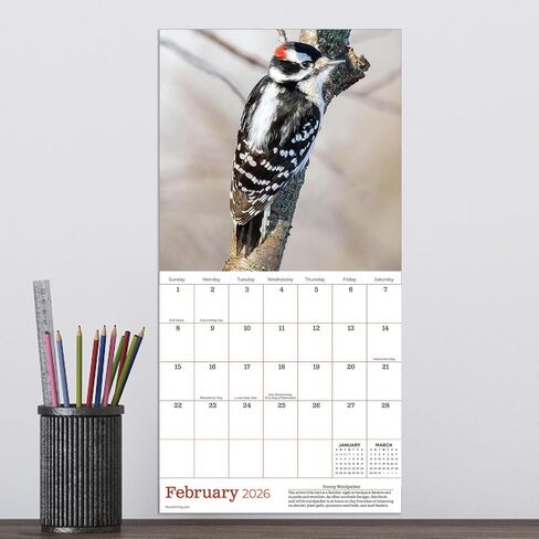 TF Publishing 2026 Backyard Birds Mini Calendar with Monthly Grids for Appointments and Scheduling - Vertical Small Wall Calendar 2026 with Premium Gloss Paper for Home and Office Organization - 7x7in in Saudi Arabia
