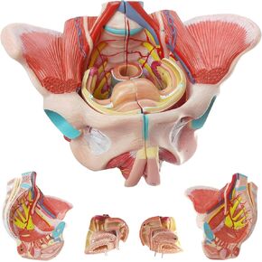 Life Size Human Female Pelvis Model with Pelvic Floor Muscles, Vessels Nerves & Reproductive, 4 Parts Removable Organs, for the teaching of physiology and hygiene in the teaching of anatomy schools