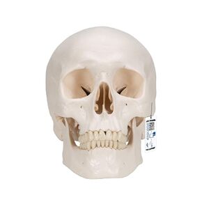 3B Scientific A24 Functional Skull wt Masticator Muscles 2-part - 3B Smart Anatomy