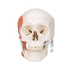 3B Scientific A24 جمجمة وظيفية مع عضلات المضغ 2 جزء - 3B Smart Anatomy