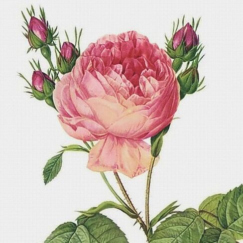 Orenco Originals Lilac Flower by Pierre-Joseph Redoute Counted Cross Stitch Pattern in Saudi Arabia