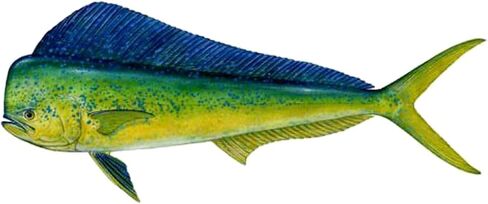 CafePress Mahi Rectangle Bumper Sticker Car Decal in Saudi Arabia