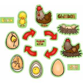 شخصيات دورة حياة الدجاج لقصص لوحة الفانيلا