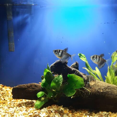 Rhitchy Aquarium Heater Submersible Aquarium Heater 100W Fish Tank Heater Mini Heating Rod Automatic Constant Temperature Turtle Tank Winter Heater Fish Tank Heater for Tanks 5-20 Gallons in Kuwait