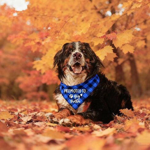 Family Kitchen I Thought I was The Baby Pregnancy Announcement Triangle Red Plaid Pet Dog Bandana, Gender Reveal Photo Prop Pet Scarf for Pet Birthday Gift in Kuwait