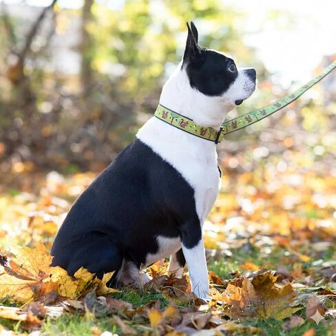 Up Country Nuts Pattern Dog Collar, Large (15 To 21 inches) 1 Inch Wide Width in Kuwait