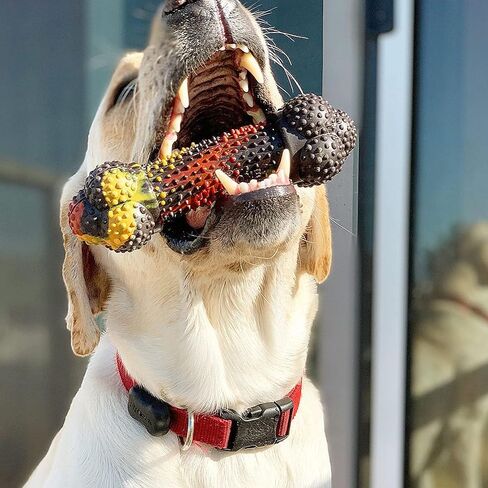 Nylabone Strong Chew Ring Braided Chew Toy for Dogs Beef Medium/Wolf (1 Count) in Saudi Arabia