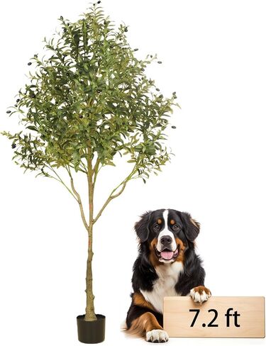 شجرة زيتون صناعية بطول 7 أقدام نبات شجرة زيتون للأرضية الداخلية مع 2239 ورقة نبات اصطناعي كبير كبير نبات زيتون صناعي لغرفة النوم وغرفة المعيشة والفناء والمكتب in Kuwait