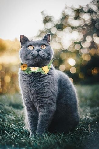 طوق لافيفيناك للقطط، طوق محبوك يدويًا للقطط مع فراشة زهرة للفتيات والقطط والكلاب المتوسطة وحفلات عيد الميلاد (M) in Kuwait