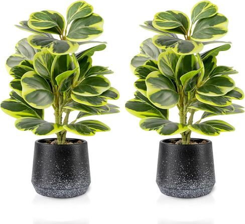2 حزمة من النباتات الاصطناعية بوعاء واقعية Peperomia Obtusifolia، 11 بوصة خضراء صناعية صغيرة للمكتب أو الحمام أو المكتب أو ديكور المنزل (دائم الخضرة، صيانة مجانية) in Saudi Arabia