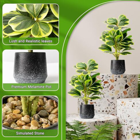 2 حزمة من النباتات الاصطناعية بوعاء واقعية Peperomia Obtusifolia، 11 بوصة خضراء صناعية صغيرة للمكتب أو الحمام أو المكتب أو ديكور المنزل (دائم الخضرة، صيانة مجانية) in Saudi Arabia
