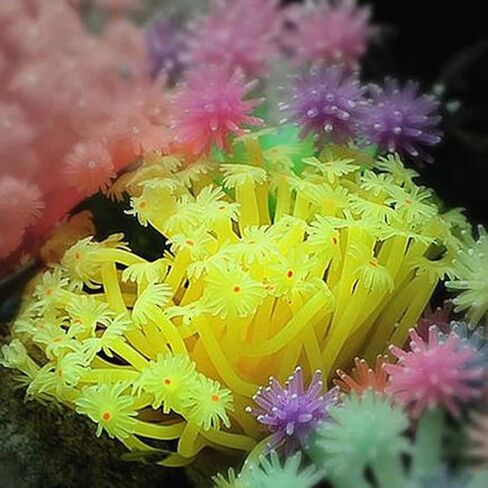 EastVita لينة سيليكون الاصطناعي شقائق البحر متعدد الألوان الحلي المرجانية المقلدة لخزان الأسماك حوض السمك الديكور الأزرق in Kuwait