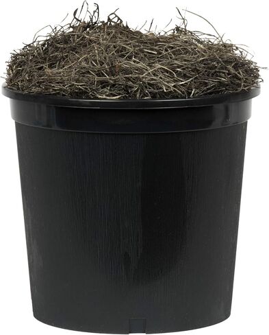 Vickerman 4' Indoor Artificial Ming Aralia Extra Full Bush, Brown Plastic Container. in Kuwait