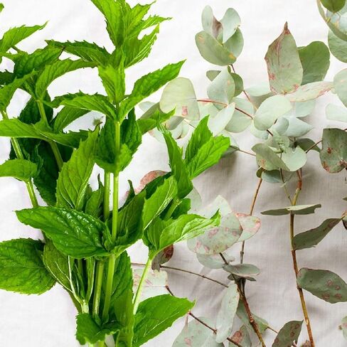 Spearmint Eucalyptus Fragrance Oil (4 oz Bottle) for Candle Making, Soap Making, Tart Making, Room Sprays, Lotions, Car Fresheners, Slime, Bath Bombs, Warmers… in Saudi Arabia