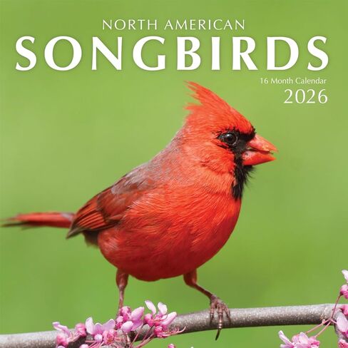 Songbirds 2023 Hangable Wall Calendar Monthly,12"x24" Open,North America Beautiful Wildlife Majestic Bird Photo Gift,Forest Birds Nature Photography,Secret Santa Office Gifting for Him Her- in Kuwait