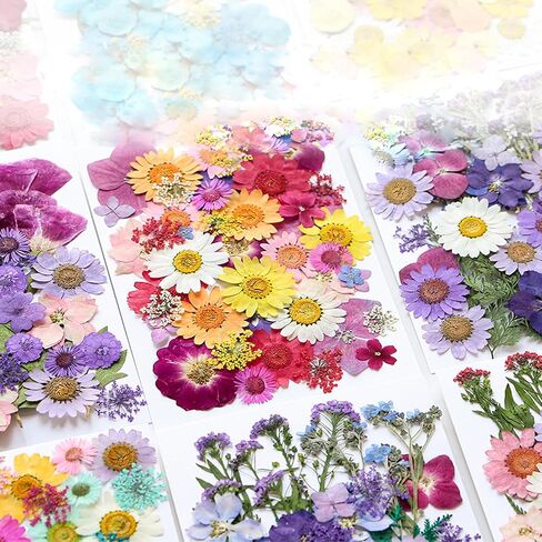 40 قطعة من الزهور المجففة المضغوطة من الراتنج DIY الفنية والحرف اليدوية والأعشاب الطبيعية وأوراق النبات الجافة ومجوهرات الإيبوكسي الزهرية الملونة الحقيقية وديكور الكعك وحالات الهاتف والشموع المصنوعة يدويًا والصابون الصيفي in Kuwait