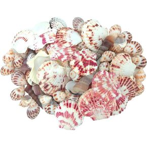 JZMYXA Sea Shells Mixed Beach Seashells Various Maximum Sizes up to 2 Inches Shells Approx. 80 Pieces Seashells