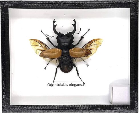 خنفساء الأيل الغريبة الحقيقية (Odontolobis Elegans) بأجنحة مفتوحة - مجموعة حشرات التحنيط مؤطرة في صندوق خشبي كما في الصورة (صندوق خشبي أسود) in Saudi Arabia
