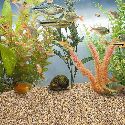 WHANLEY L&Q 2.8 رطل رمل سيليكا طبيعي (3 ~ 5 مم) رمل خشن، صخور عصارية، صخور نباتية، حصى حوض السمك، الحصى، حصى البازلاء، حبيبات البستنة، أحجار زخرفية، رمل لحفر النار، المواقد، الصخور in Kuwait