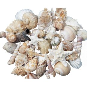 Tumbler Home Medium Sized Shells in a Delightful Mix of Whites, Tans and Pinks | 1 Pound | Perfect for Crafts, Beach Home Decor, Weddings, Vase Filler and Classrooms in Kuwait