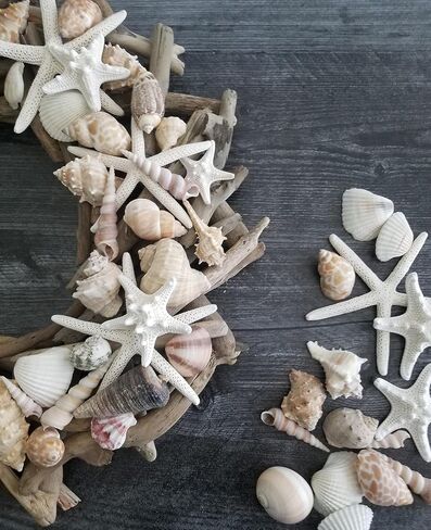 أصداف متوسطة الحجم بمزيج مبهج من اللون الأبيض والسمر والوردي | 1 جنيه | مثالية للحرف اليدوية وديكور المنزل على الشاطئ وحفلات الزفاف وحشو المزهرية والفصول الدراسية in Kuwait