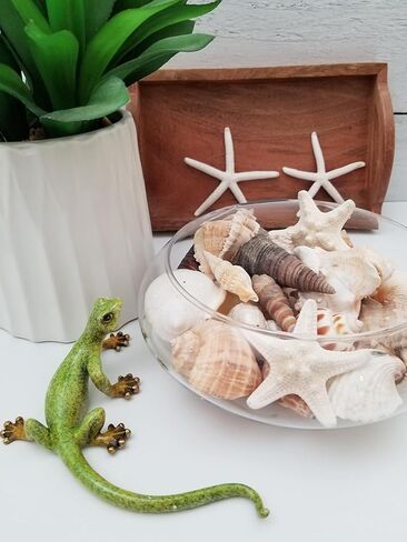 أصداف متوسطة الحجم بمزيج مبهج من اللون الأبيض والسمر والوردي | 1 جنيه | مثالية للحرف اليدوية وديكور المنزل على الشاطئ وحفلات الزفاف وحشو المزهرية والفصول الدراسية in Kuwait