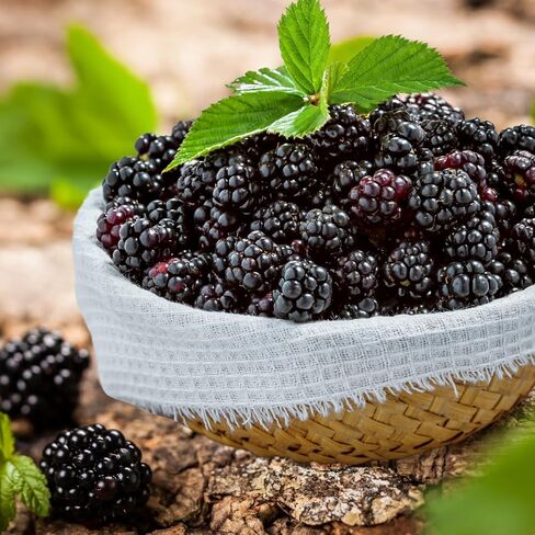 BlackBerry Magic Fragrance Oil (Our Version of The Brand Name) (8 oz Bottle) for Candle Making, Soap Making, Tart Making, Room Sprays, Lotions, Car Fresheners, Slime, Bath Bombs in Saudi Arabia