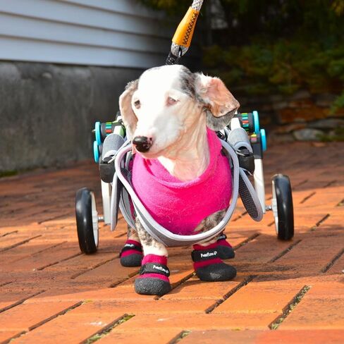 جوارب للكلاب من القطن المقاوم للماء ذات نسيج سميك ومغمس مزدوج | أحذية PawFlex المريحة Pawz الناعمة للحيوانات الأليفة للاستخدام في الأماكن المغلقة/المفتوحة | قبضة سيليكون غير قابلة للانزلاق عند المعصم الداخلي لعدم الالتواء أو الانزلاق| حزام قابل للتعديل in Kuwait