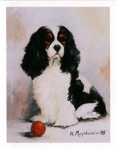 فارس الملك تشارلز ثلاثي الألوان مع بطاقات ملاحظات ذات كرة حمراء in Kuwait