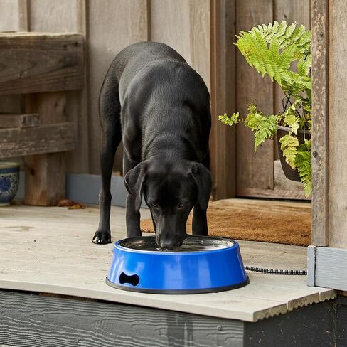 Farm Innovators Model SB-40 3-Quart Heated Pet Bowl with Stainless Steel Bowl Insert, Blue, 40-Watt in Saudi Arabia