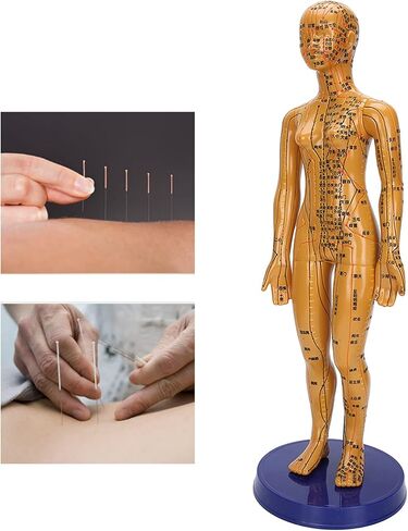 Human Body Acupuncture Model Meridians Acupuncture Model Copper Color Meridians Acupuncture Point Model for Acupuncturists, Massage Therapists(Female) in Saudi Arabia