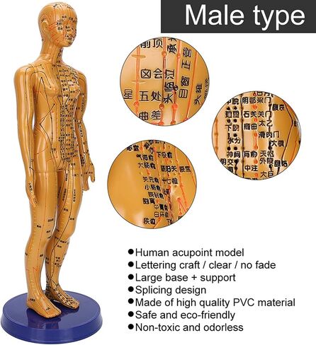 Human Body Acupuncture Model Meridians Acupuncture Model Copper Color Meridians Acupuncture Point Model for Acupuncturists, Massage Therapists(Female) in Saudi Arabia