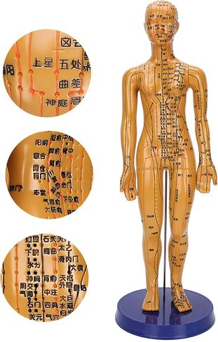 Human Body Acupuncture Model Meridians Acupuncture Model Copper Color Meridians Acupuncture Point Model for Acupuncturists, Massage Therapists(Female) in Saudi Arabia
